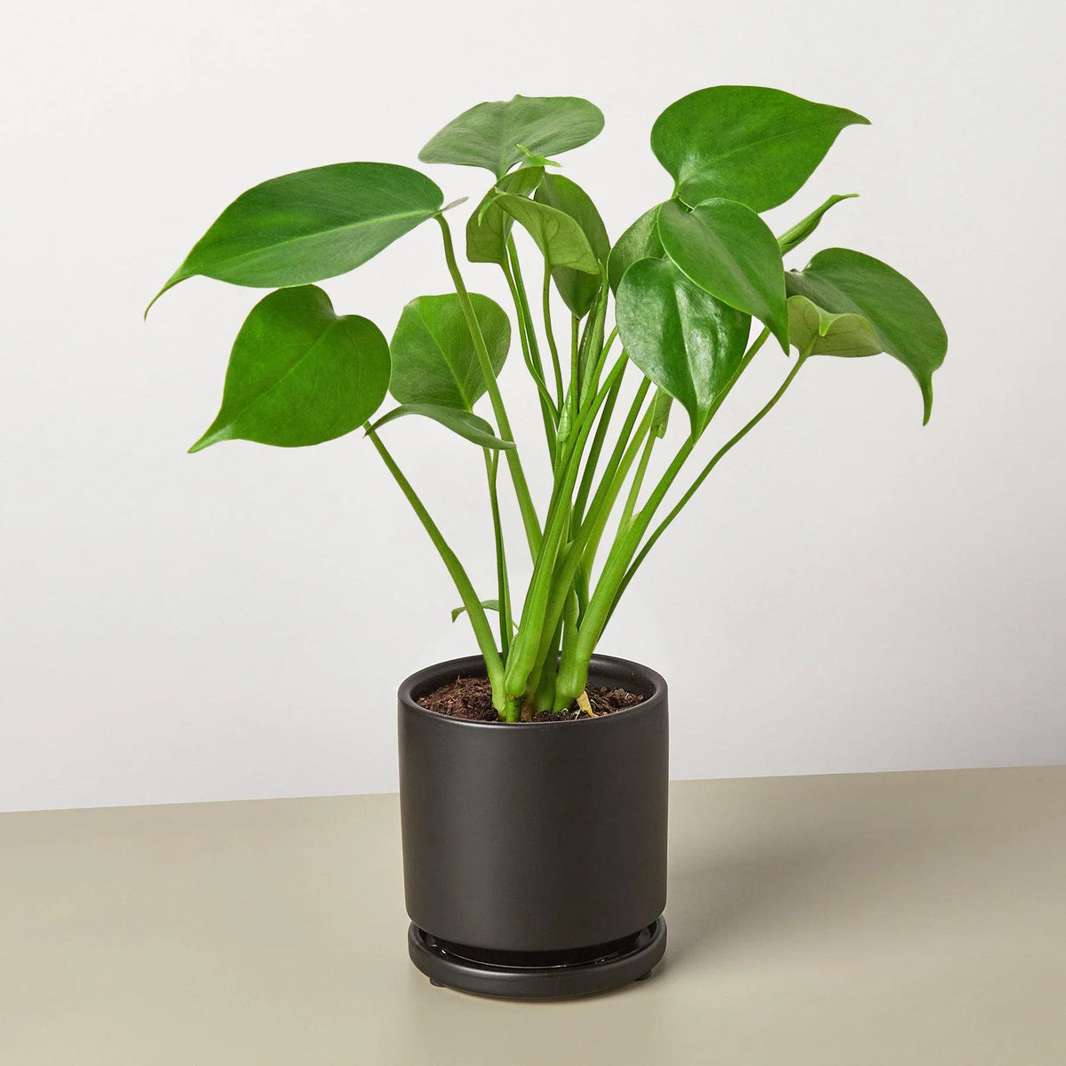 Monstera