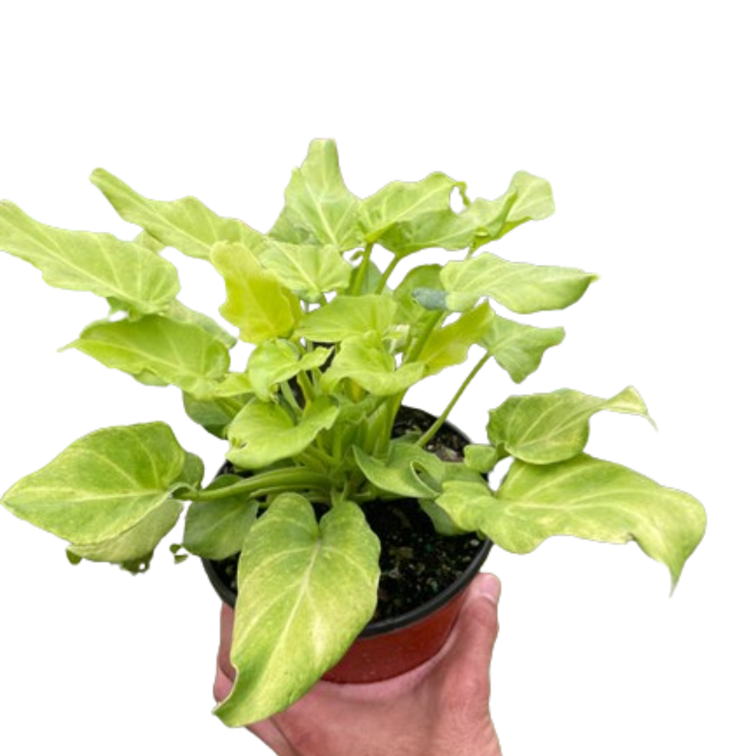 Philodendron xanadu 'Gold'