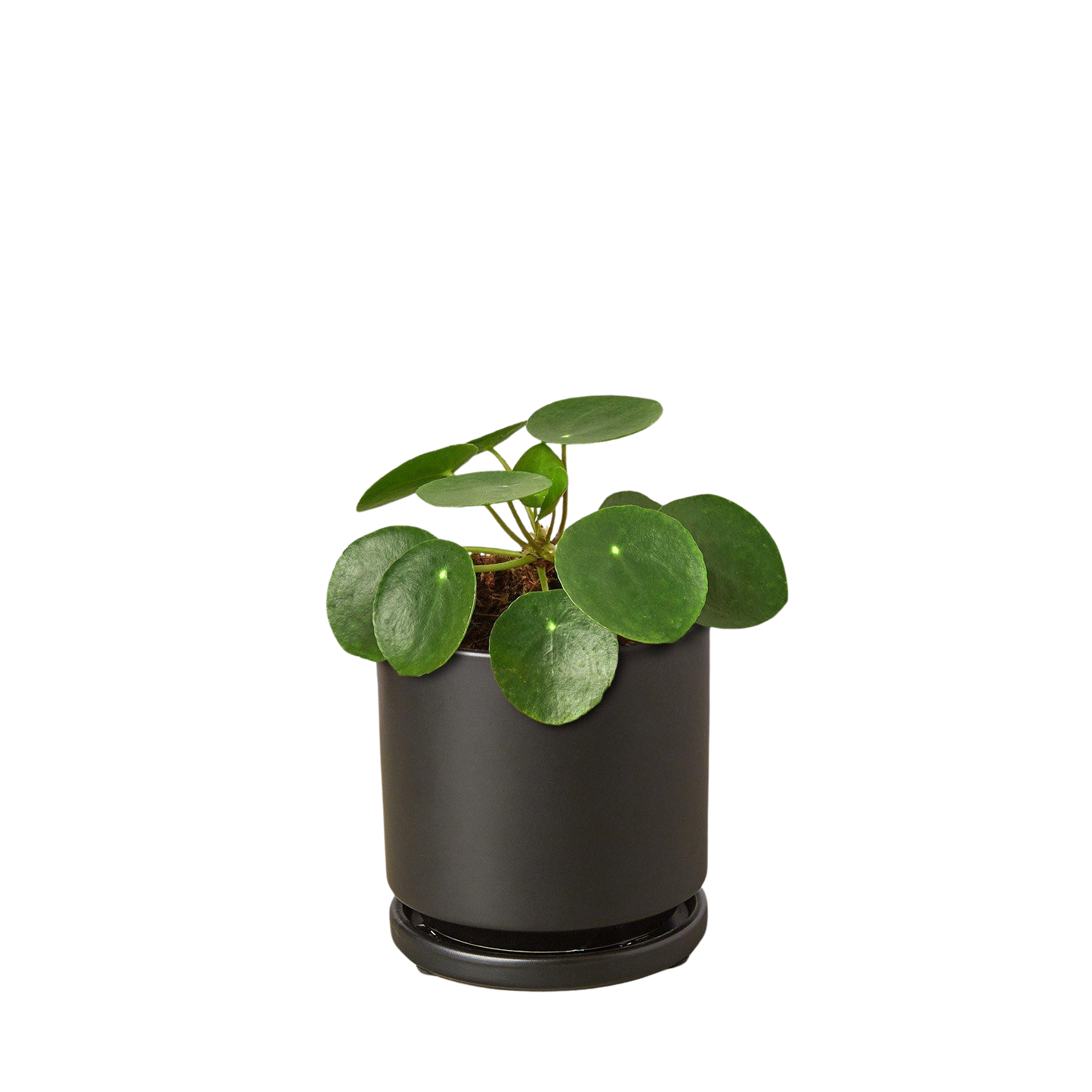 Chinese money plant