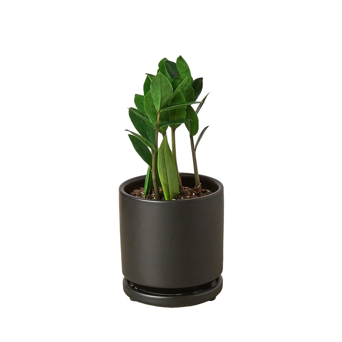 Zz Plant