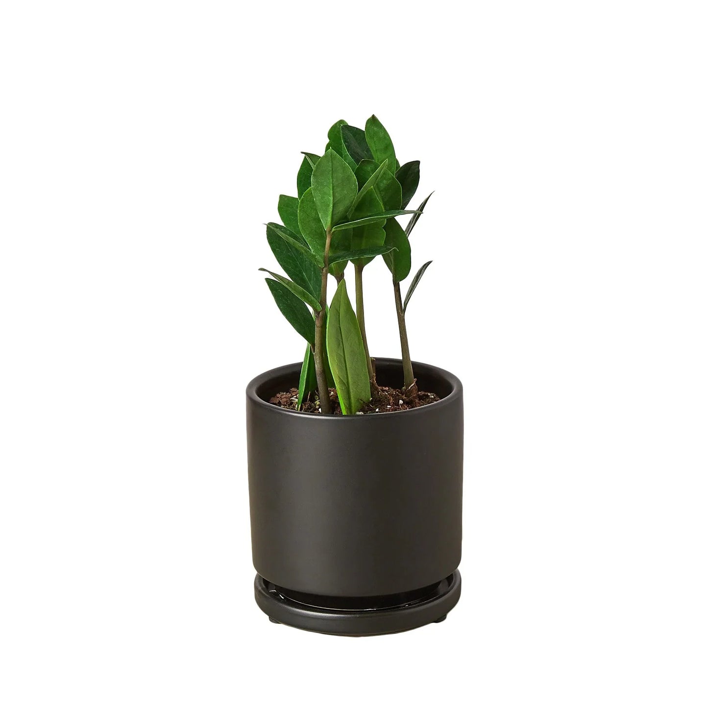 Zz Plant