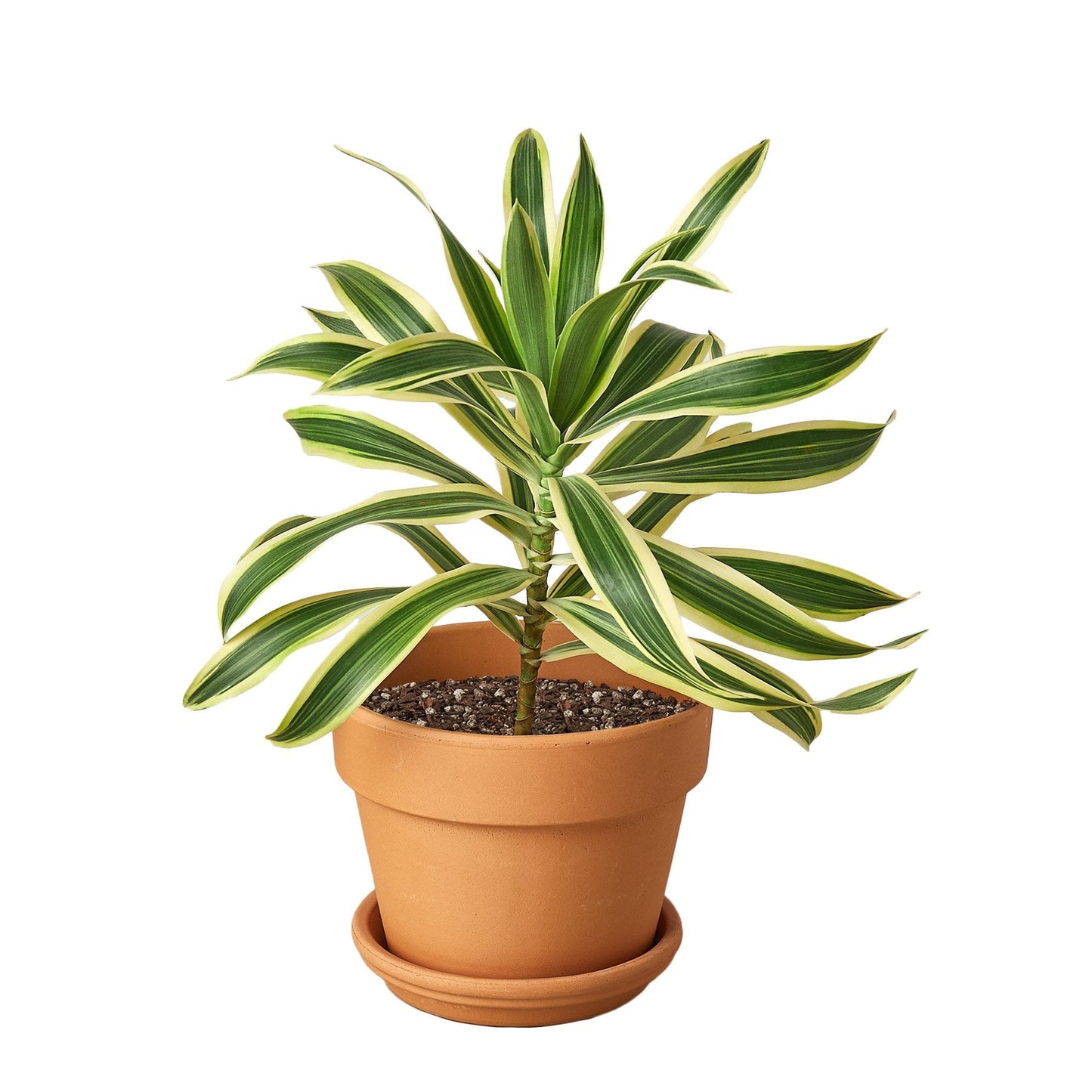 Corn plant 'Song of India'
