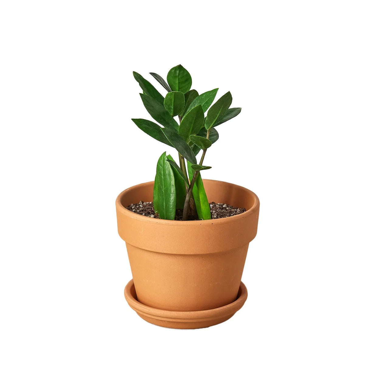 Zz Plant