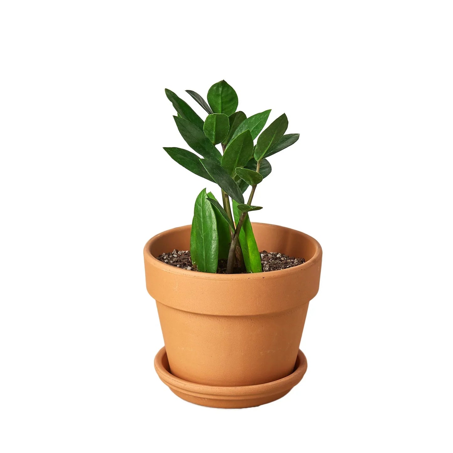 Zz Plant