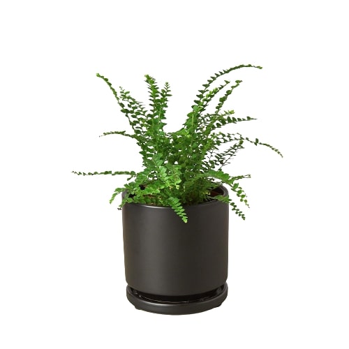 Lemon Button Fern 'Duffi'