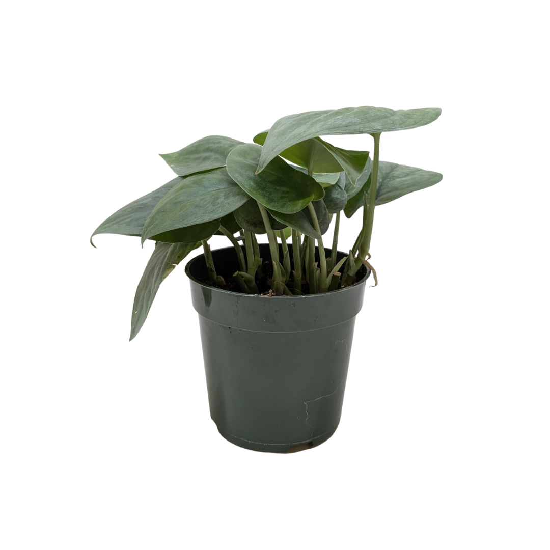 Scindapsus pictus 'Silver Hero'