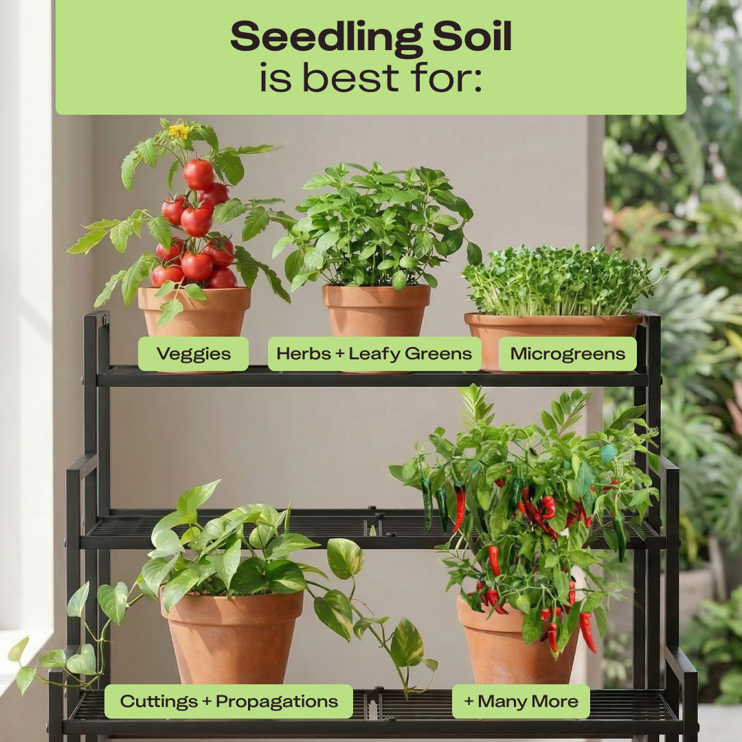 Seedling Soil