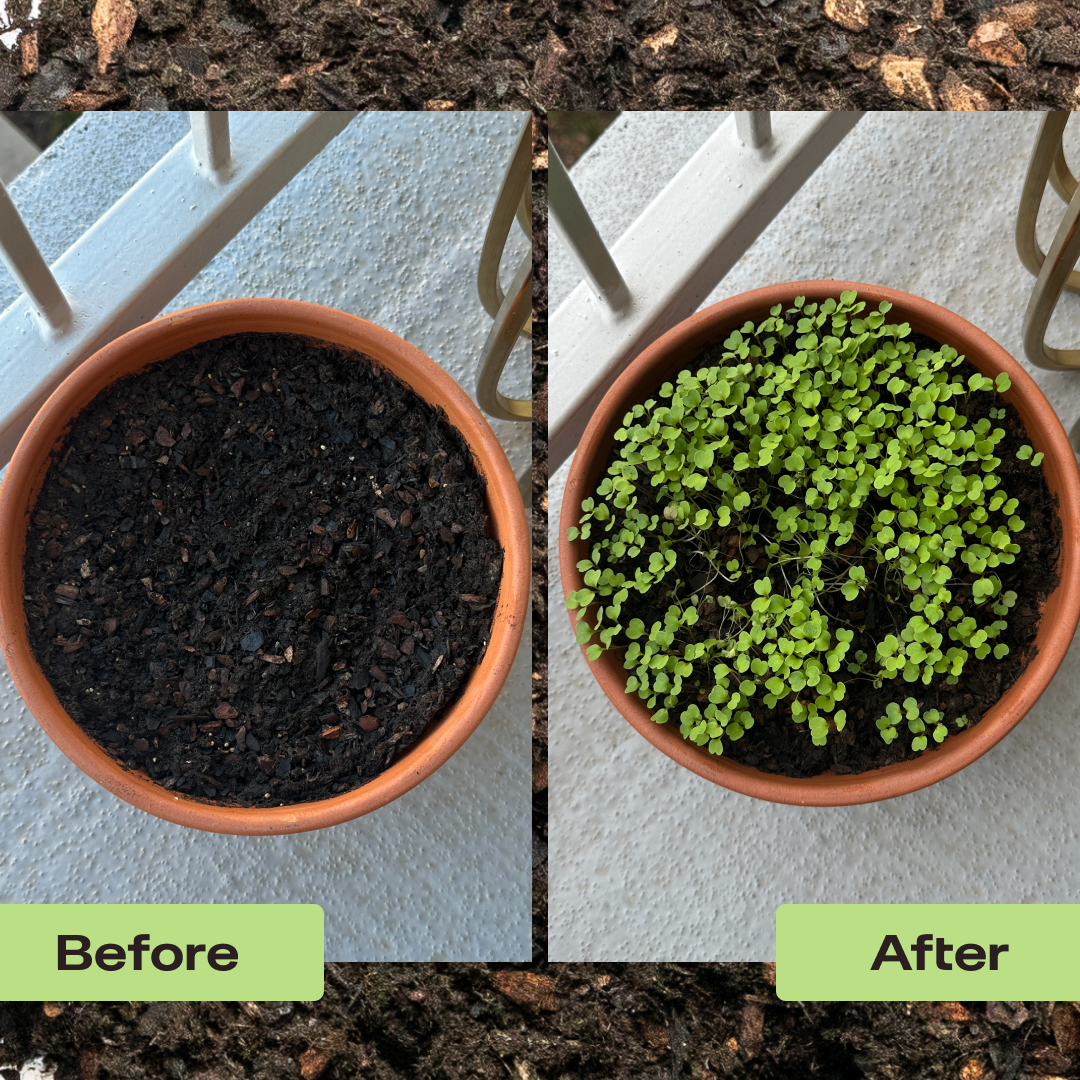 Seedling Soil