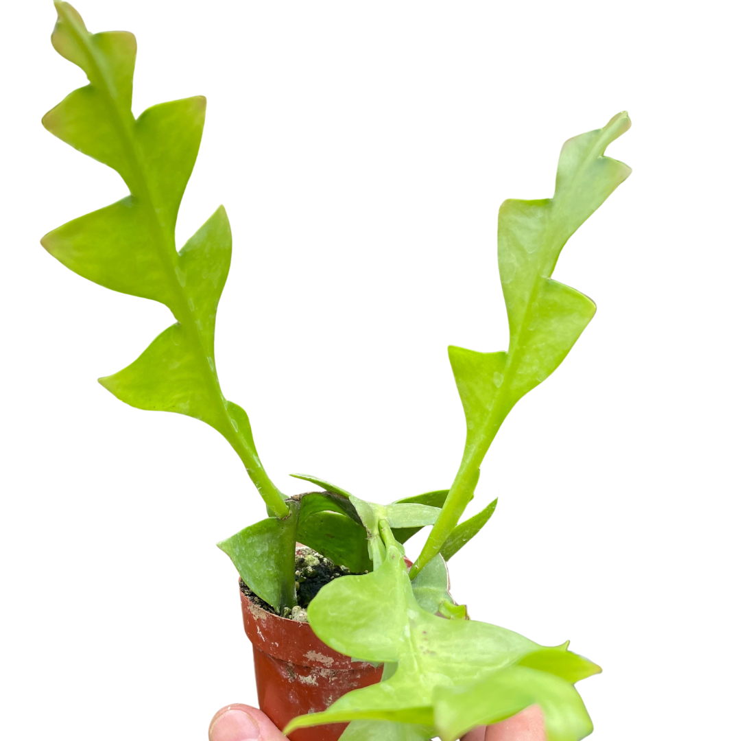 Fernleaf cactus