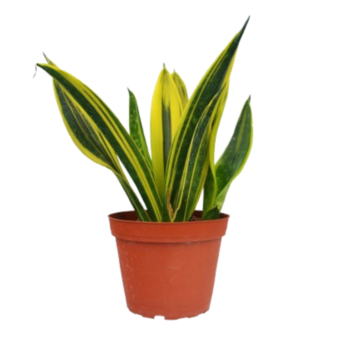 Snake plant 'Golden flame'