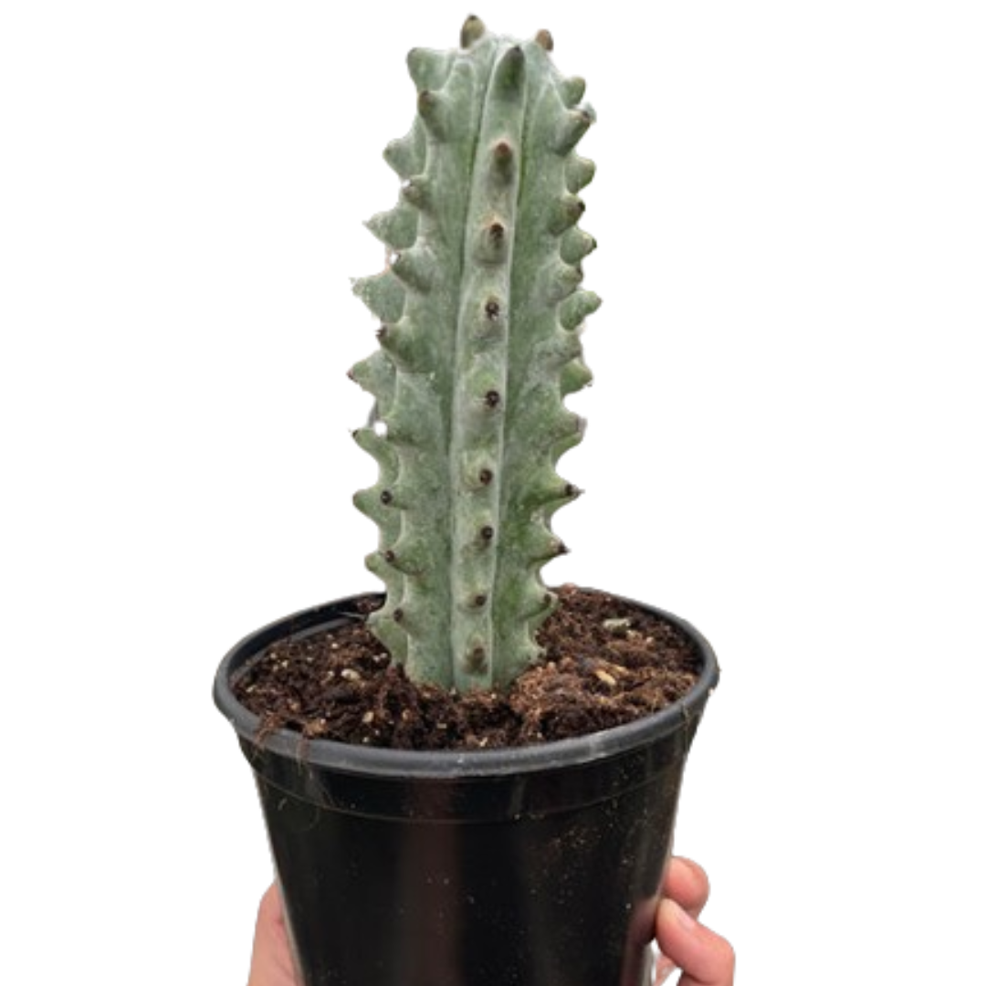 Stenocereus beneckei