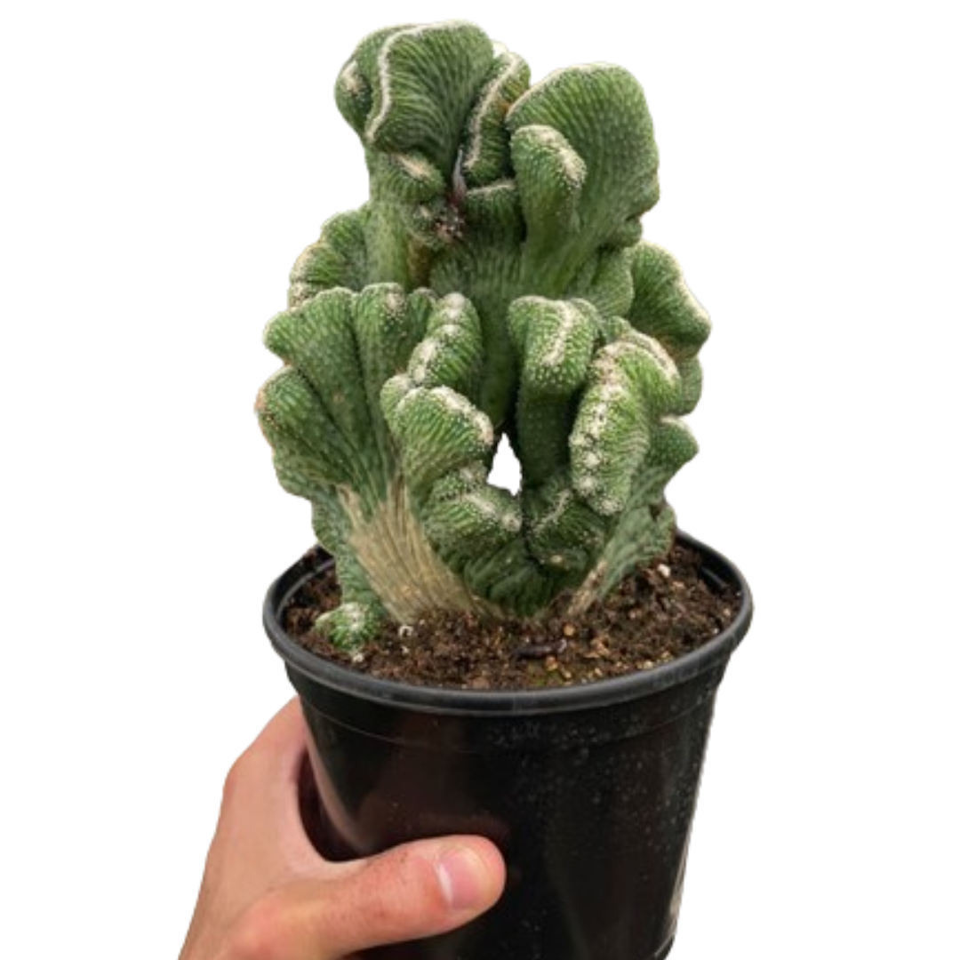Crested apple cactus