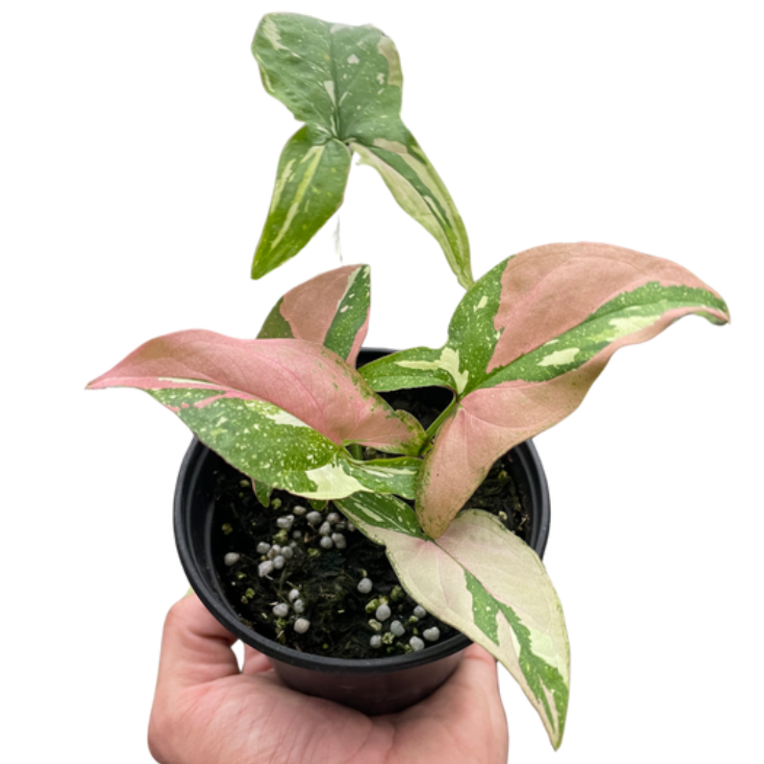 Arrowhead plant 'Red spot tricolor'