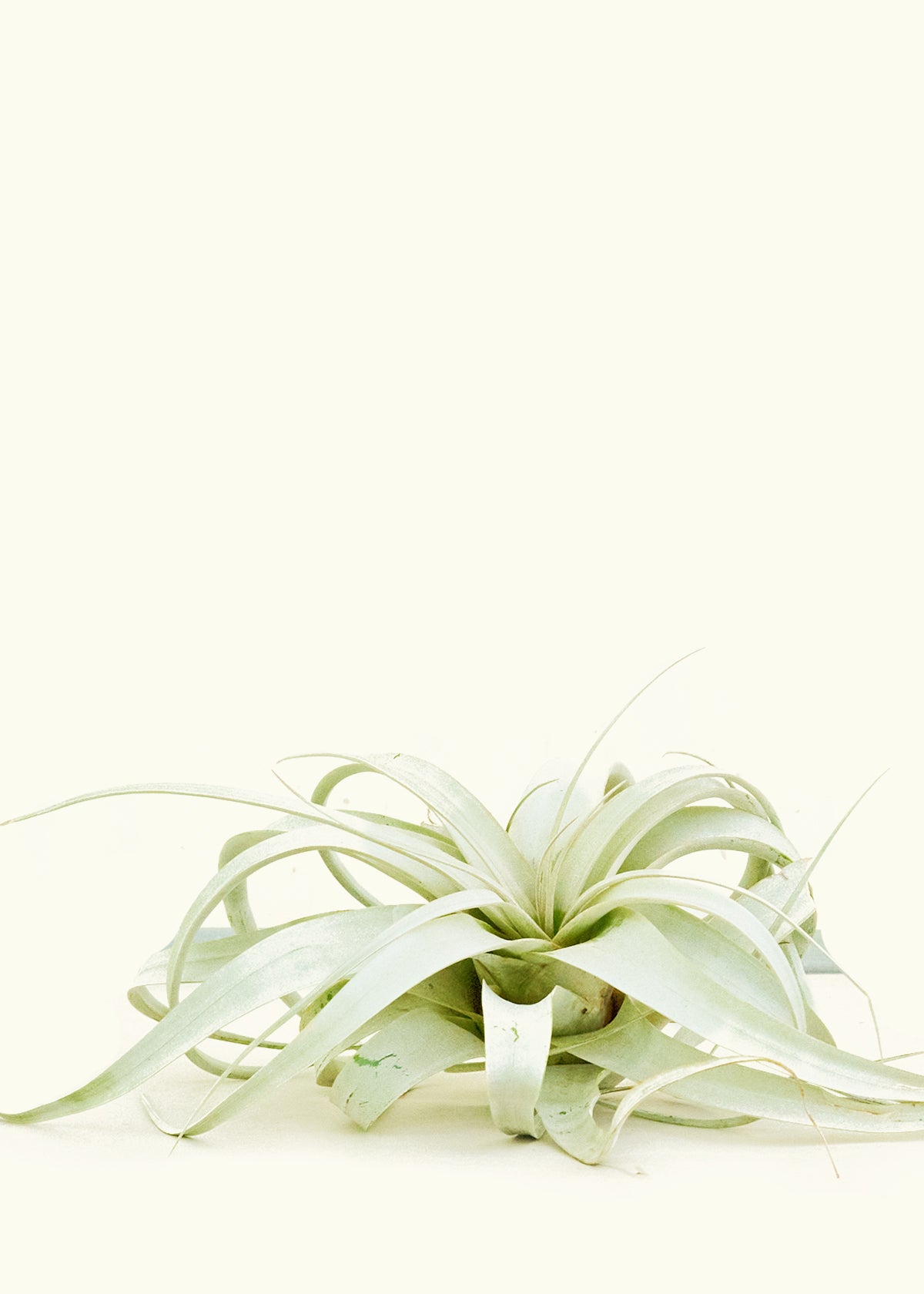 Air Plant