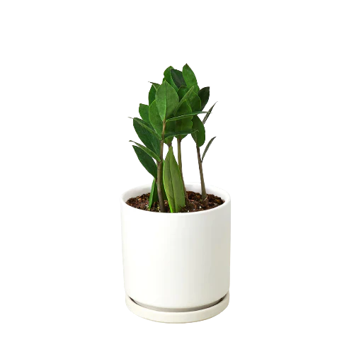 Zz Plant