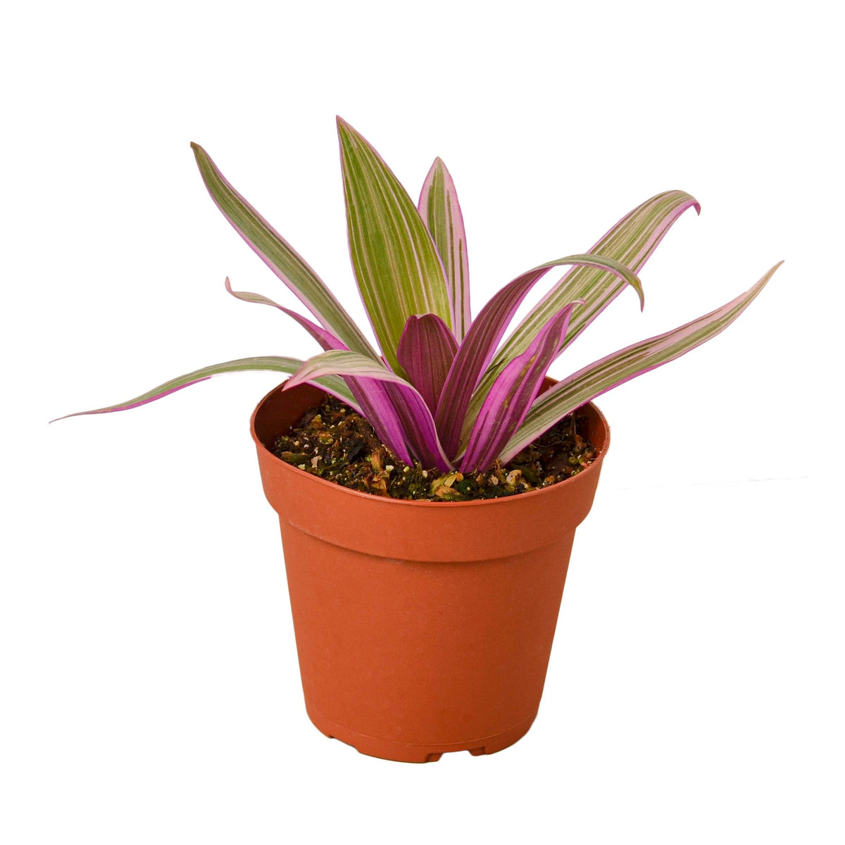 Boat Lily