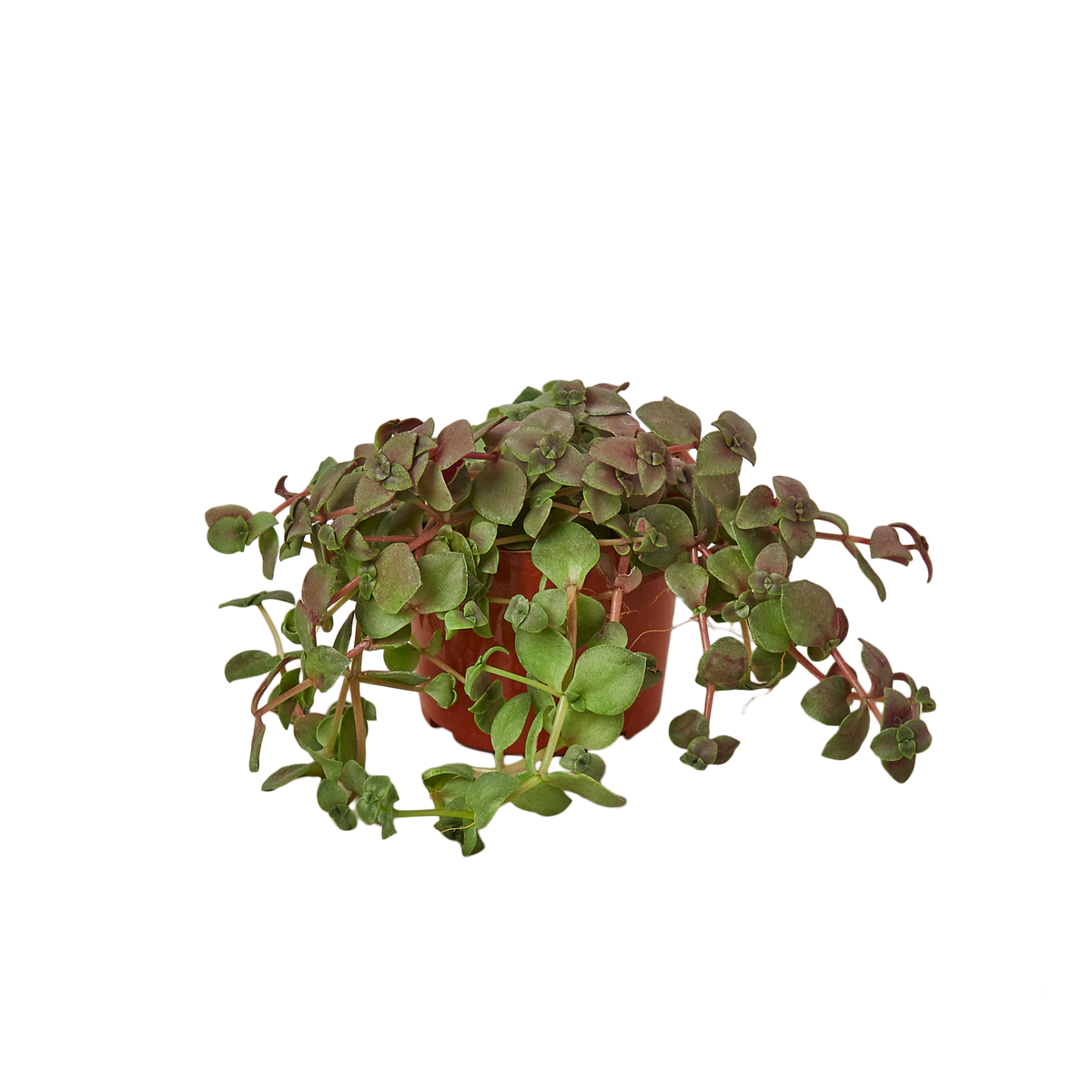 Turtle Vine