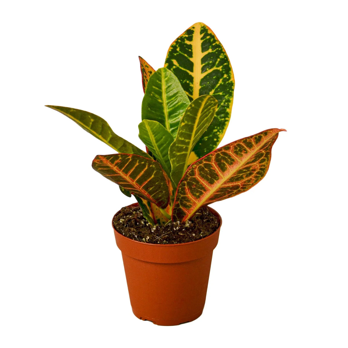 Croton 'Petra'