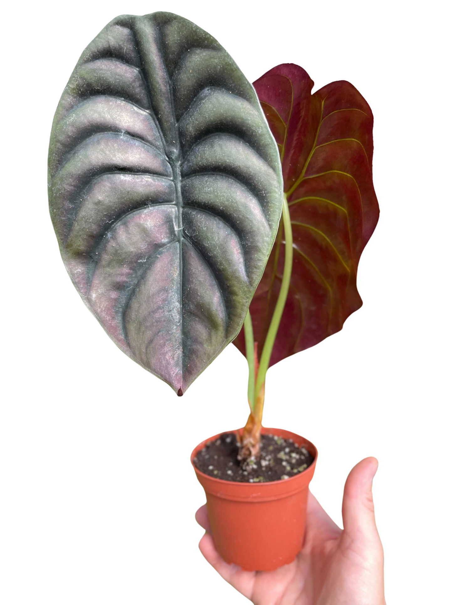 Jewel alocasia 'Red Secret'