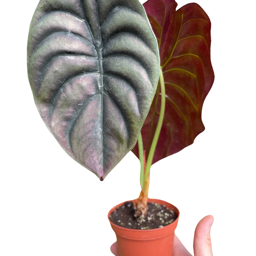Jewel alocasia 'Red Secret'