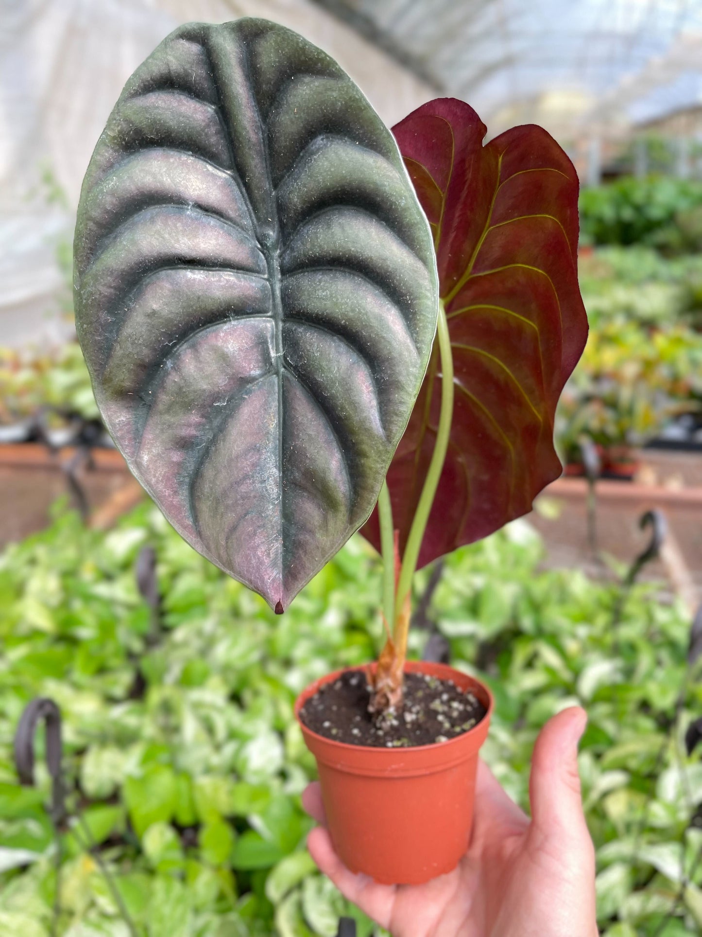 Jewel alocasia 'Red Secret'