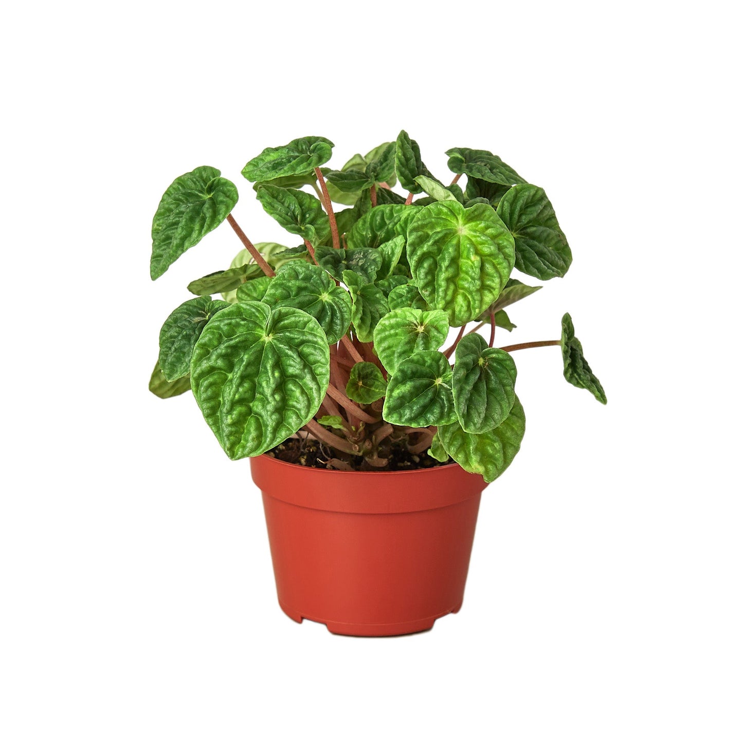 Wrinkled-leaves Peperomia 'Emerald Ripple'