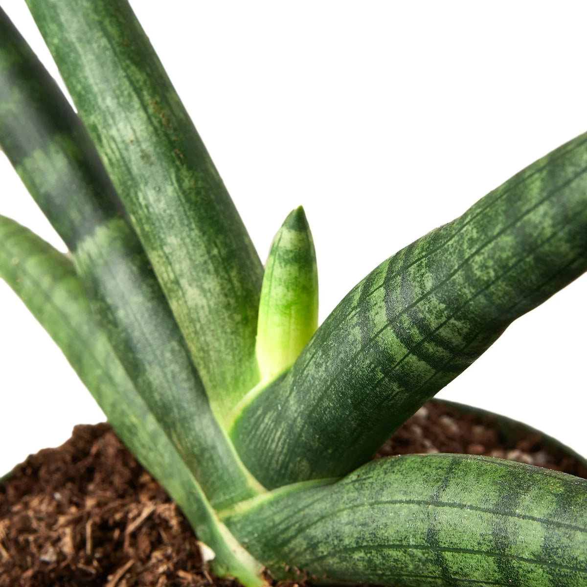 Snake plant 'Starfish'