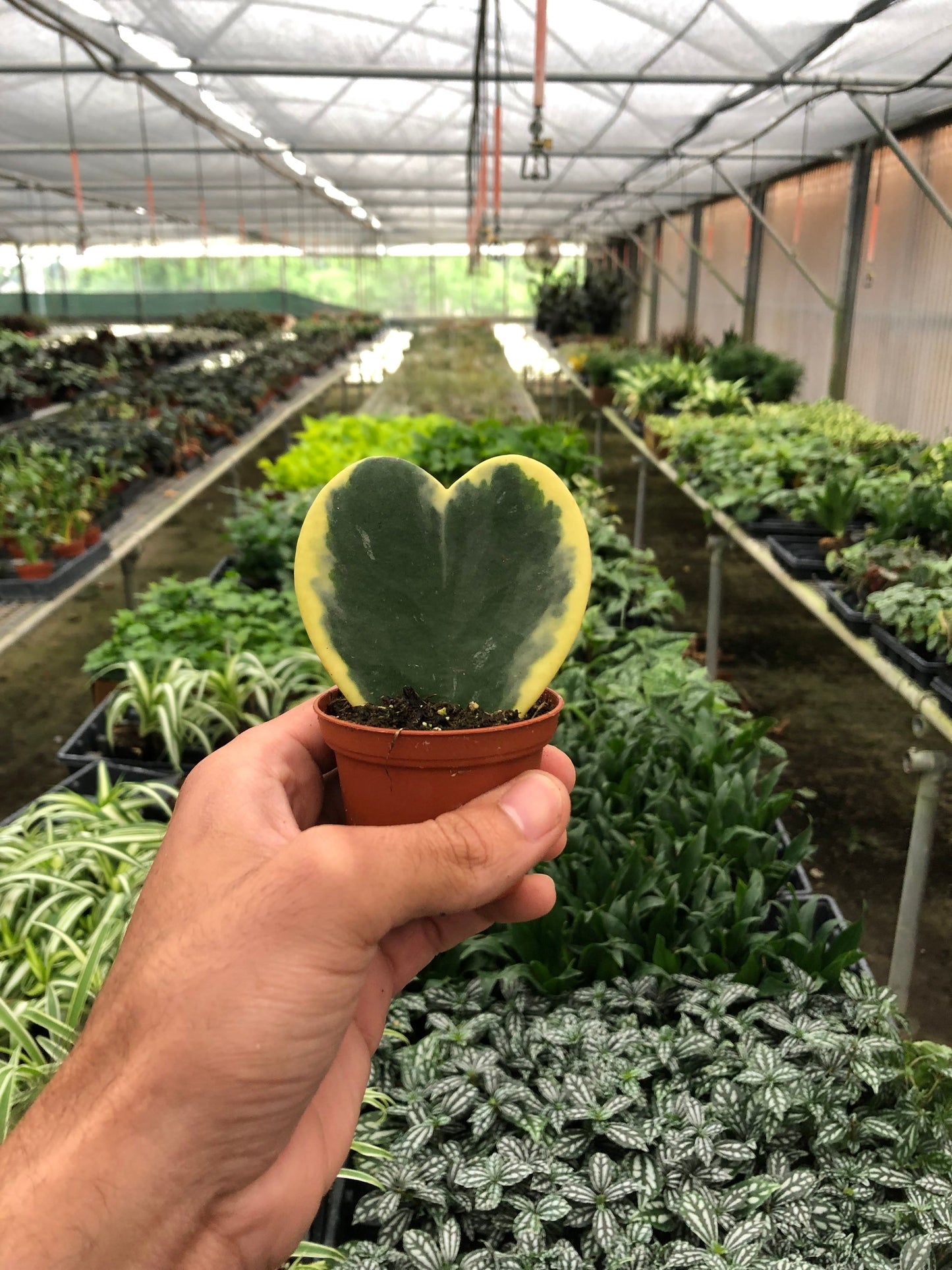 Variegated Sweetheart Hoya