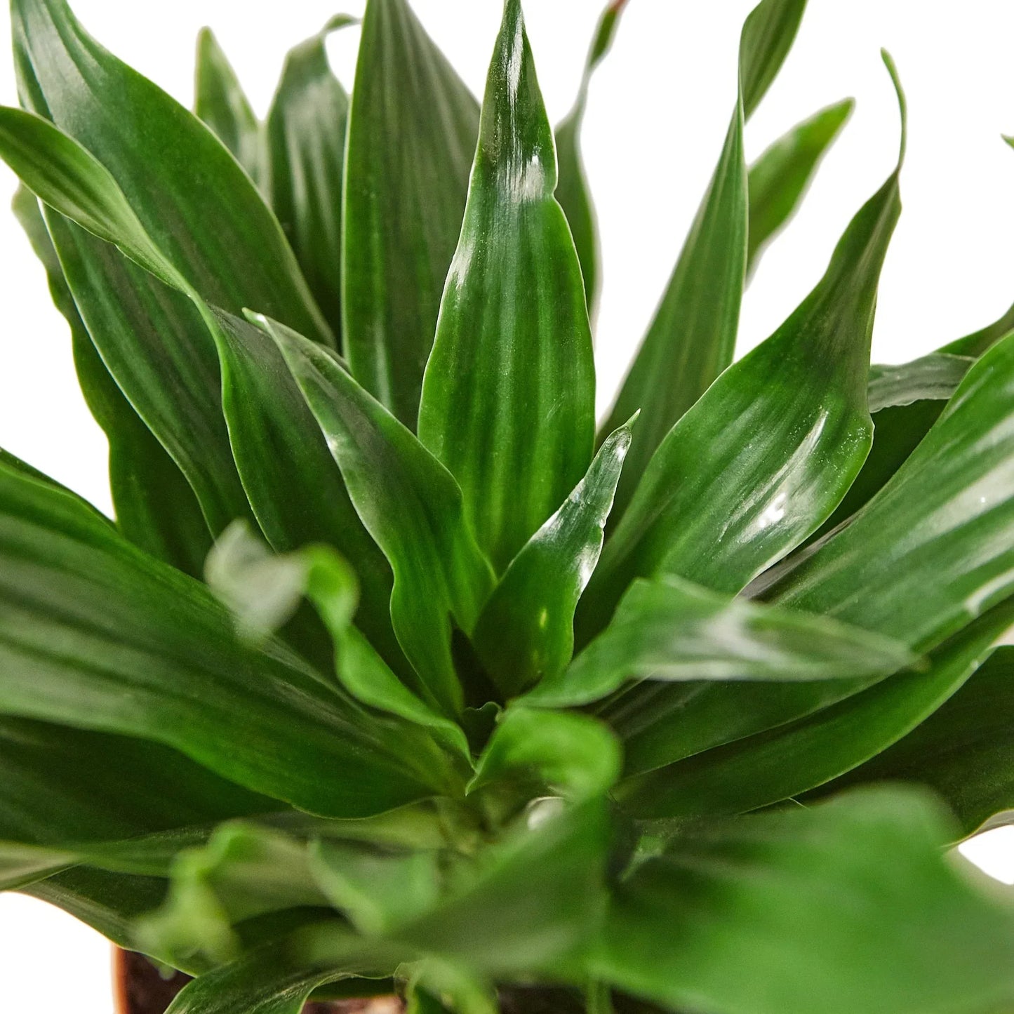 Compact Corn Plant