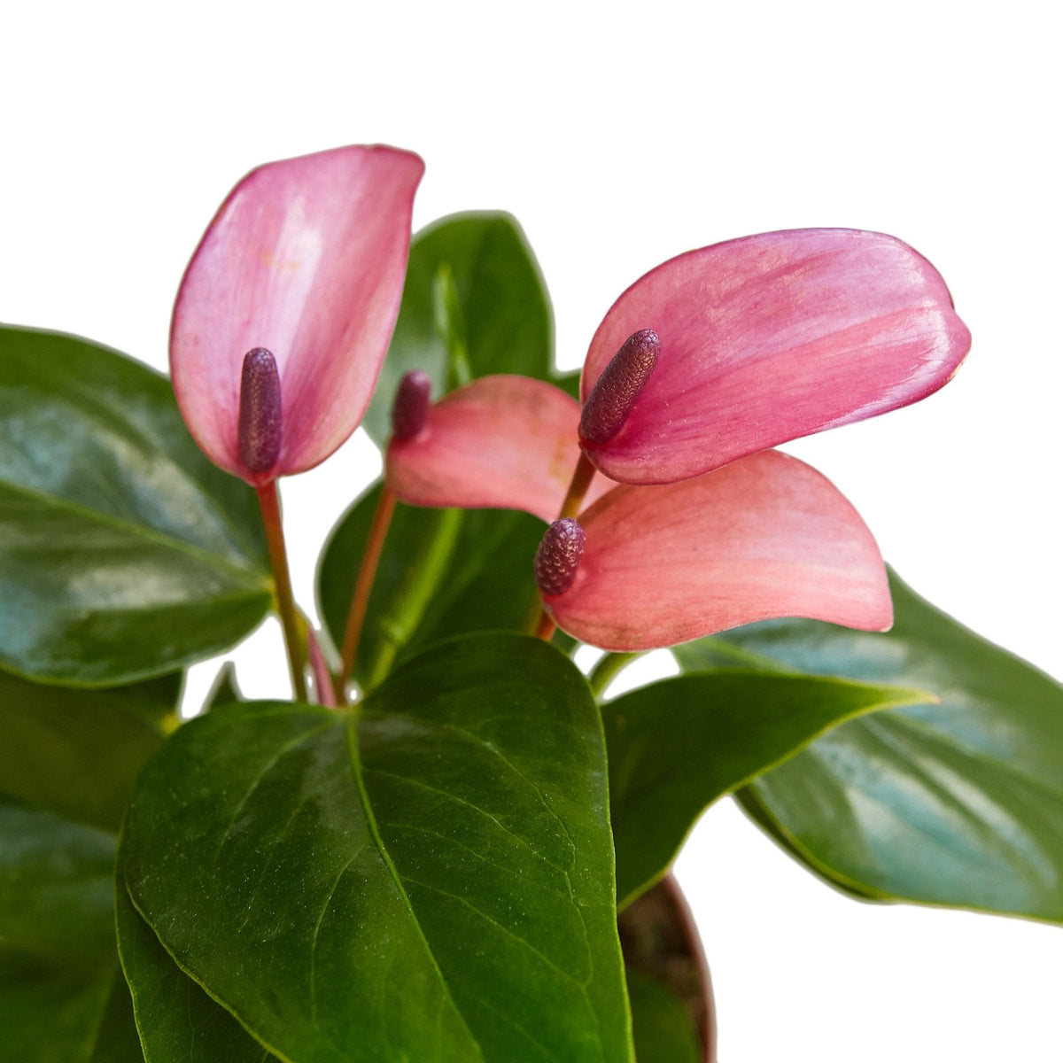 Flamingo Lily Purple