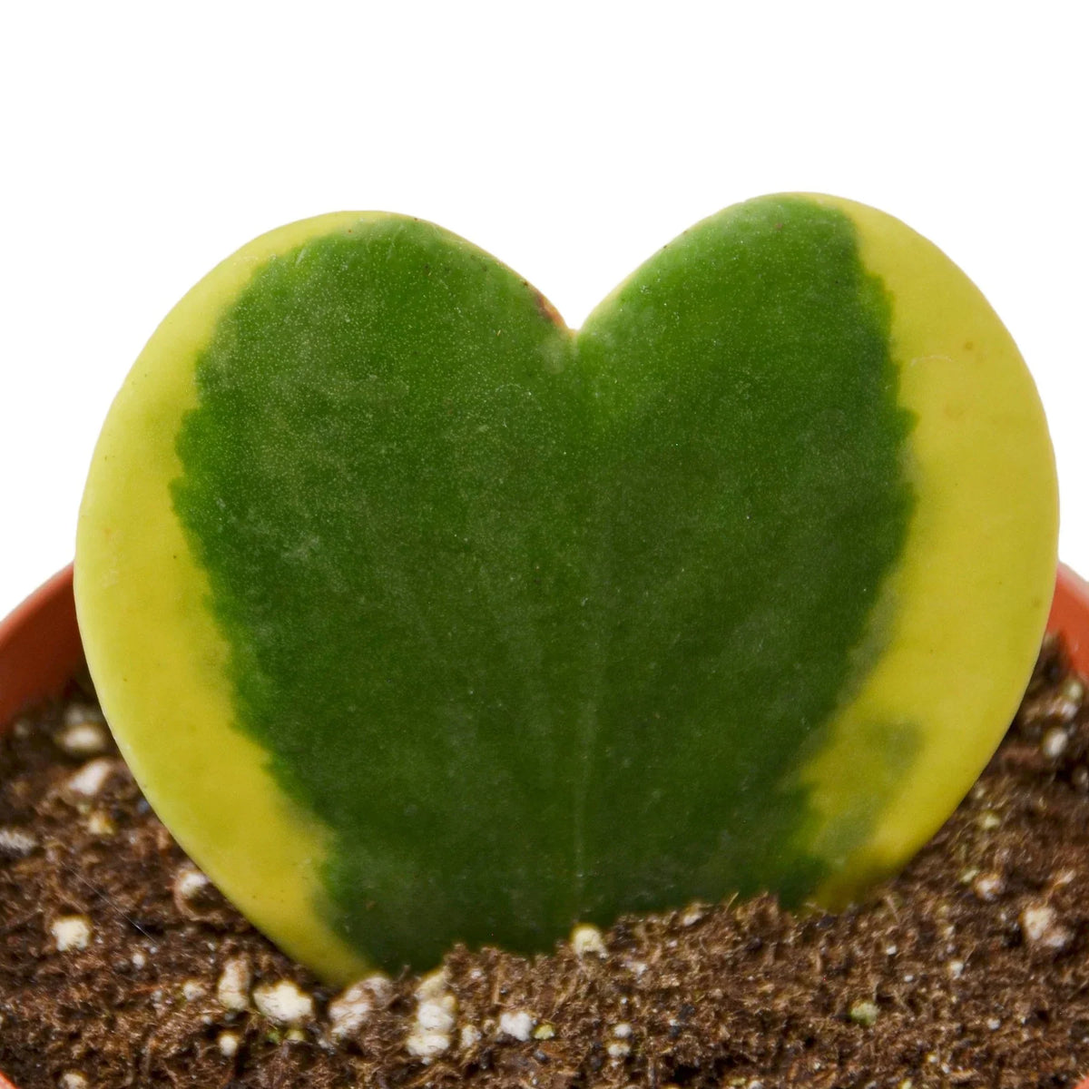 Variegated Sweetheart Hoya