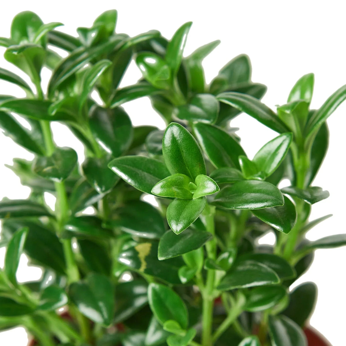Goldfish plant
