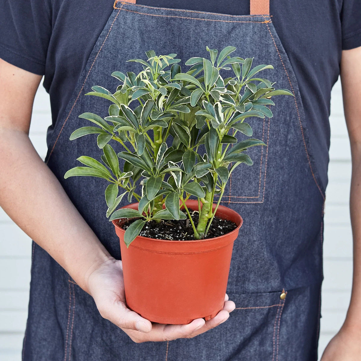 Umbrella Tree 'Moondrop'
