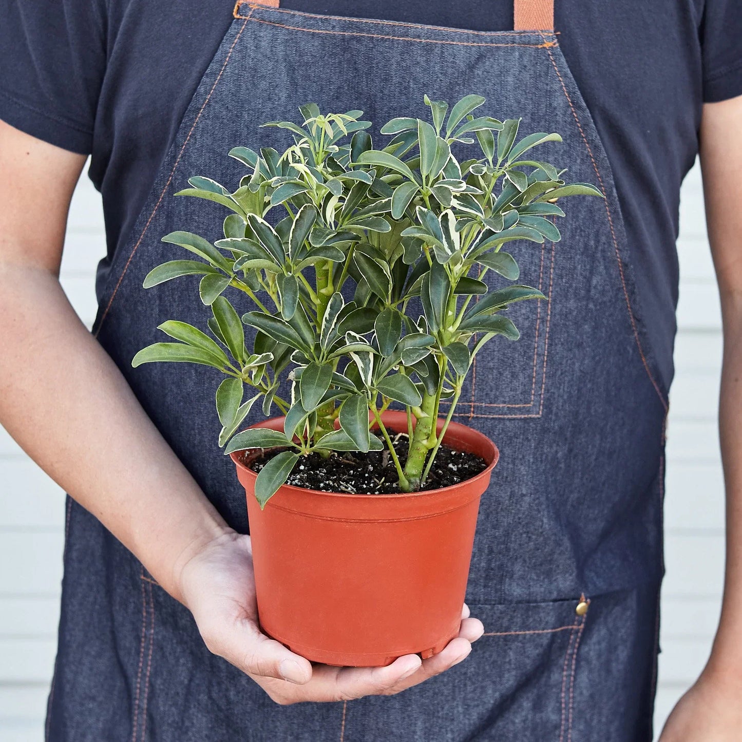 Umbrella Tree 'Moondrop'