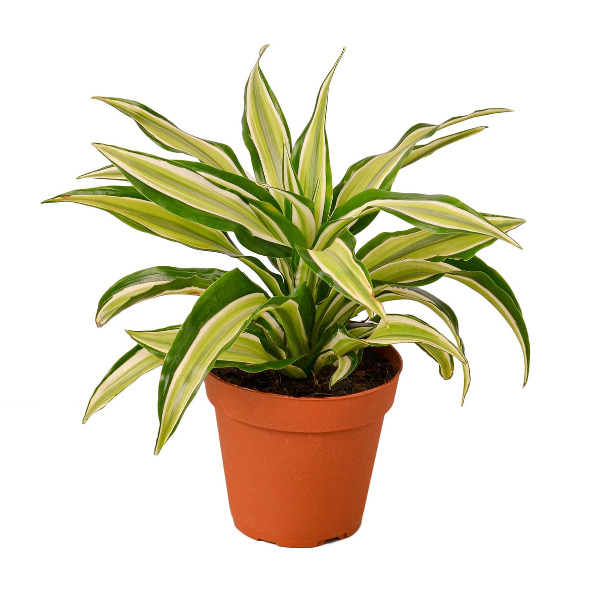 Dragon Tree 'Malaika'