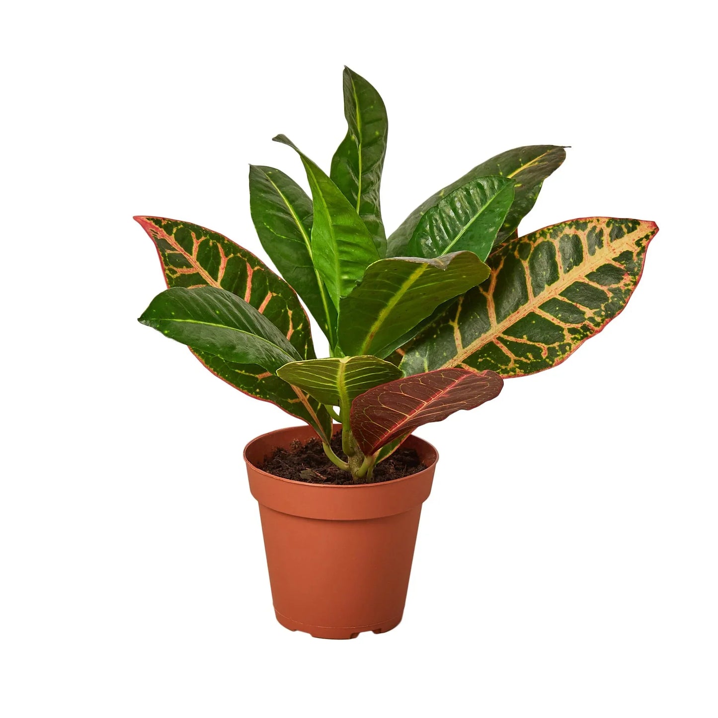 Croton 'Petra'