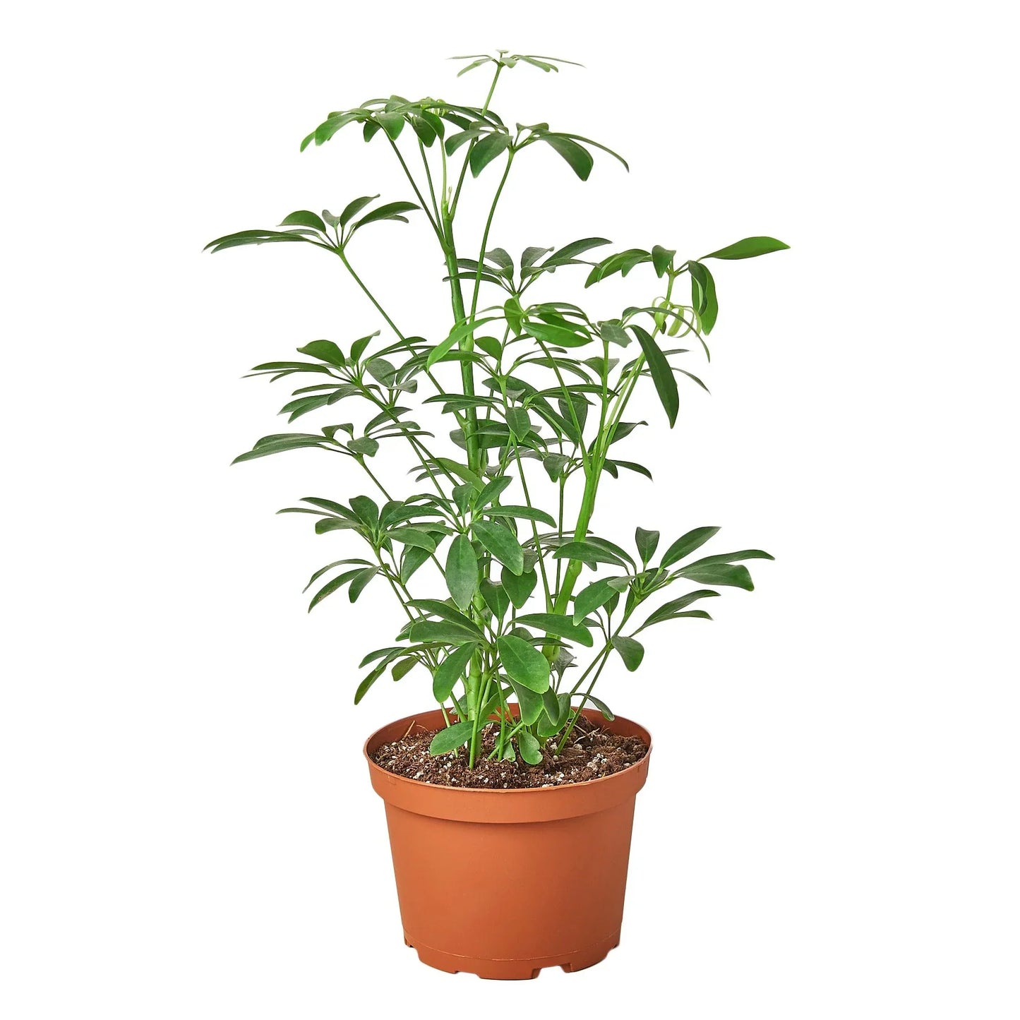 Umbrella Tree