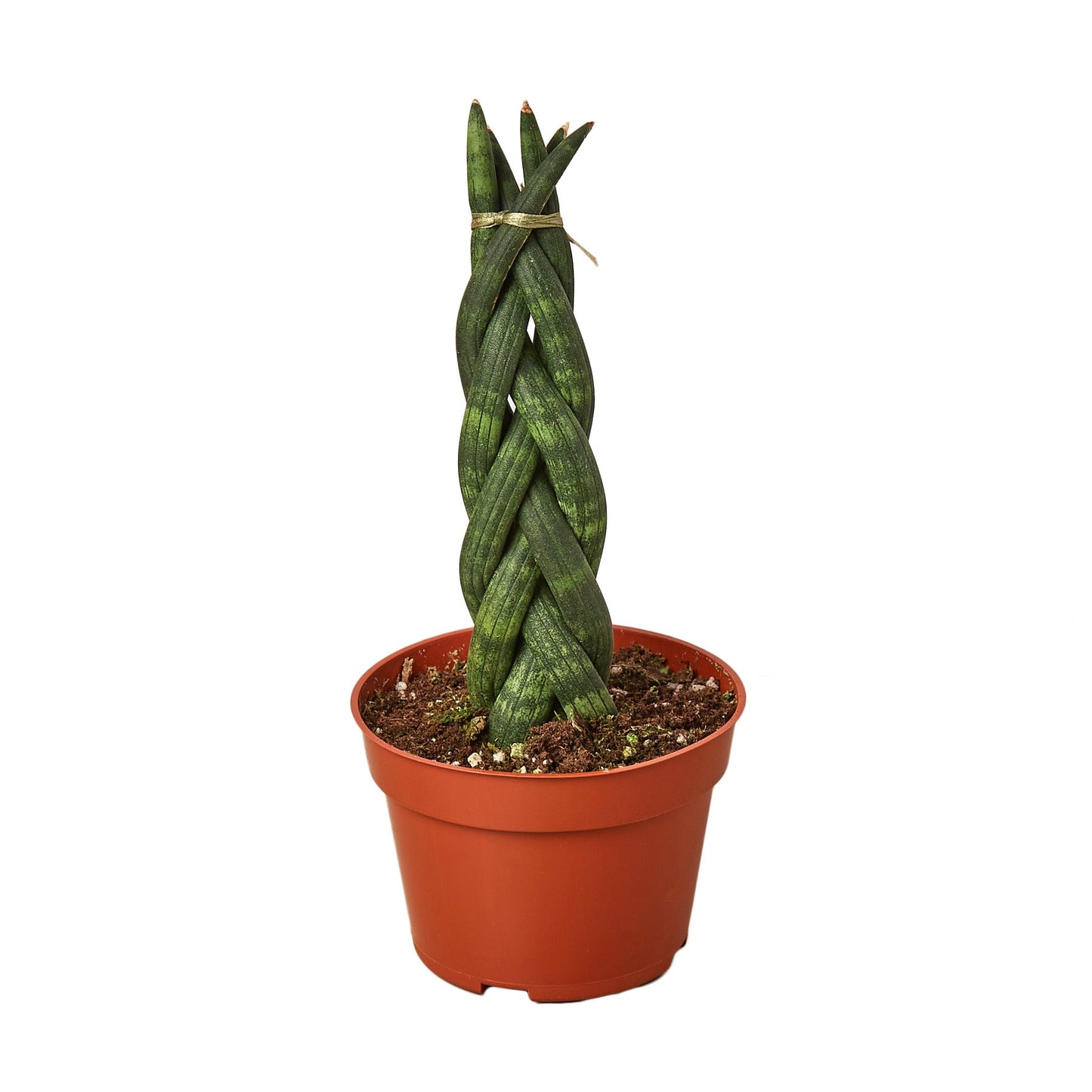 Braided Snake Plant