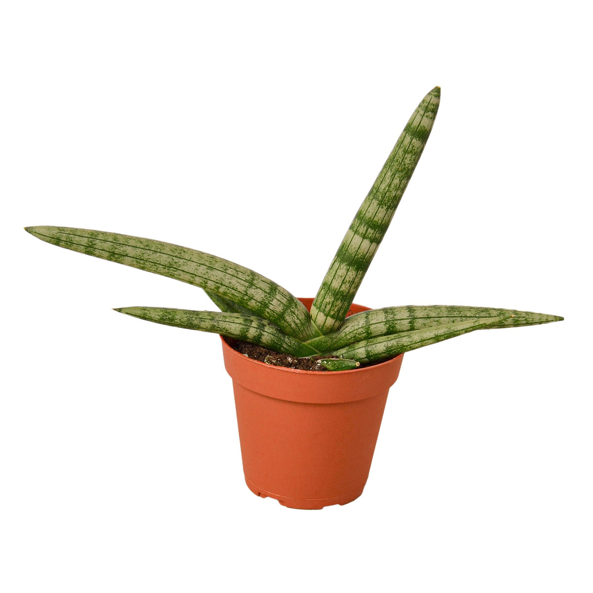 Snake plant 'Starfish'