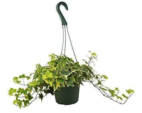 Ivy 'Gold Child'