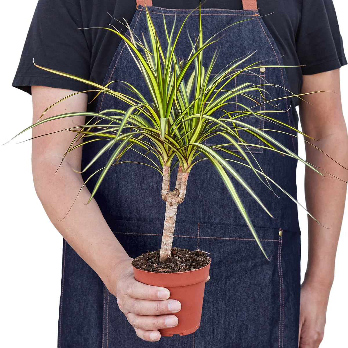 Dragon tree 'Sunray'