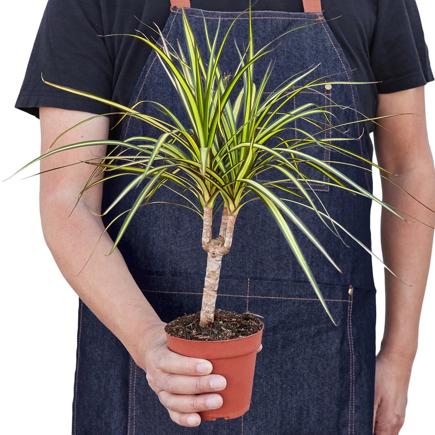 Dragon tree 'Sunray'