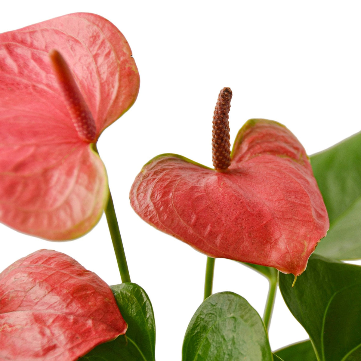 Flamingo Lily Pink
