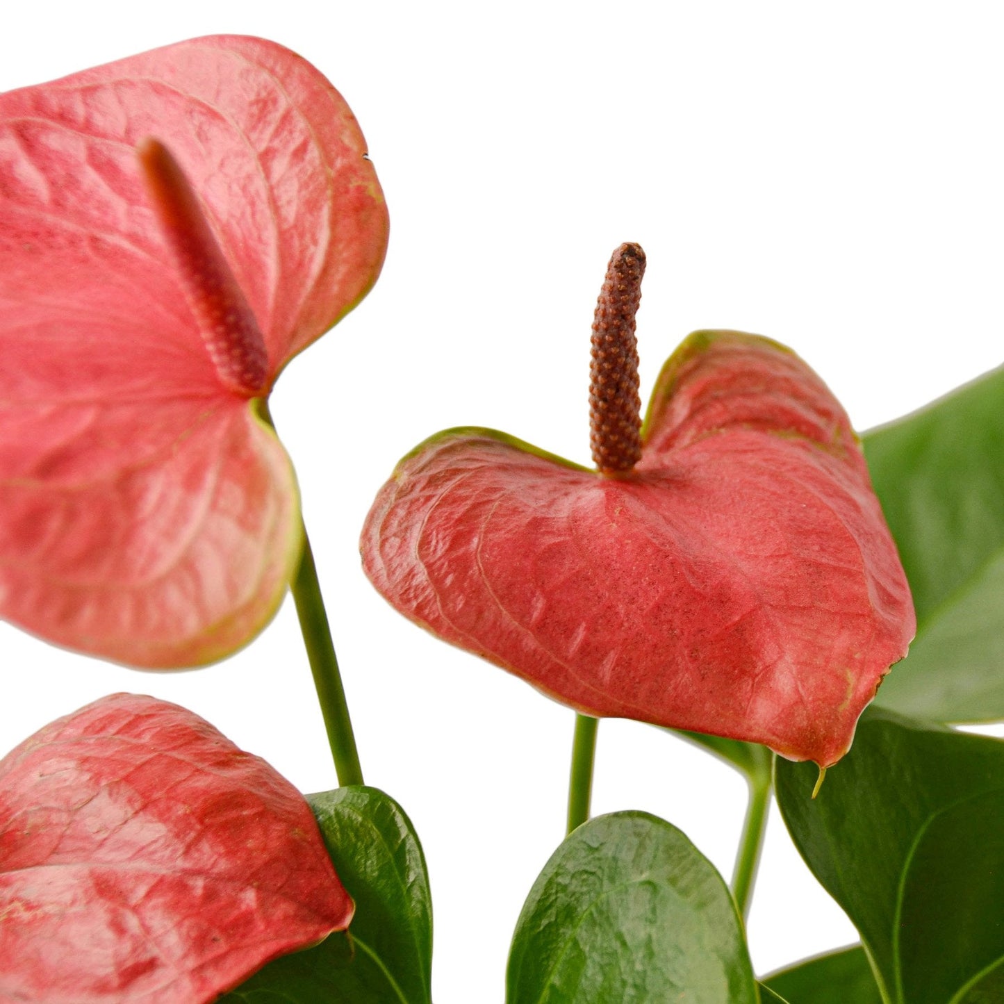 Flamingo Lily Pink