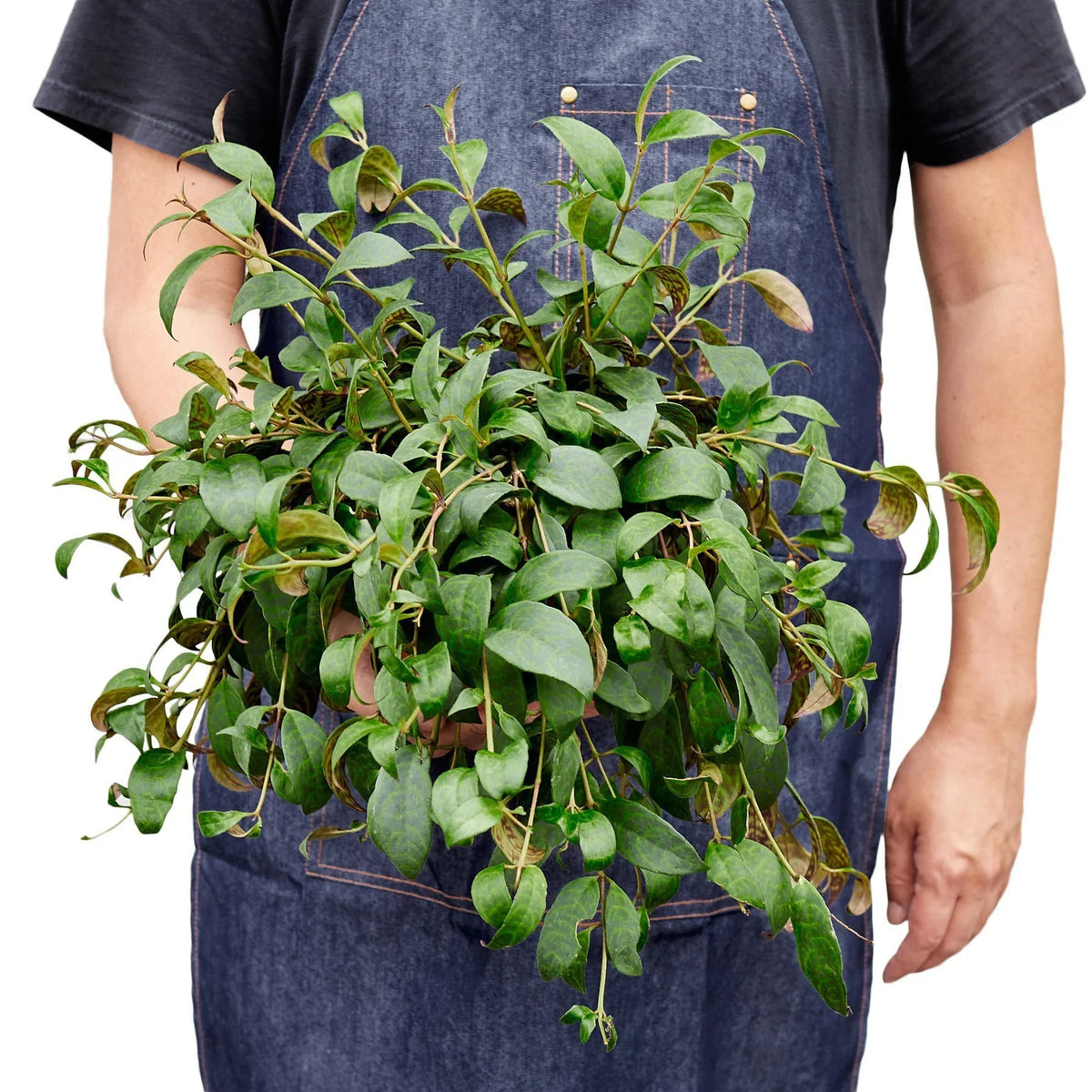 Black Pagoda Lipstick Plant