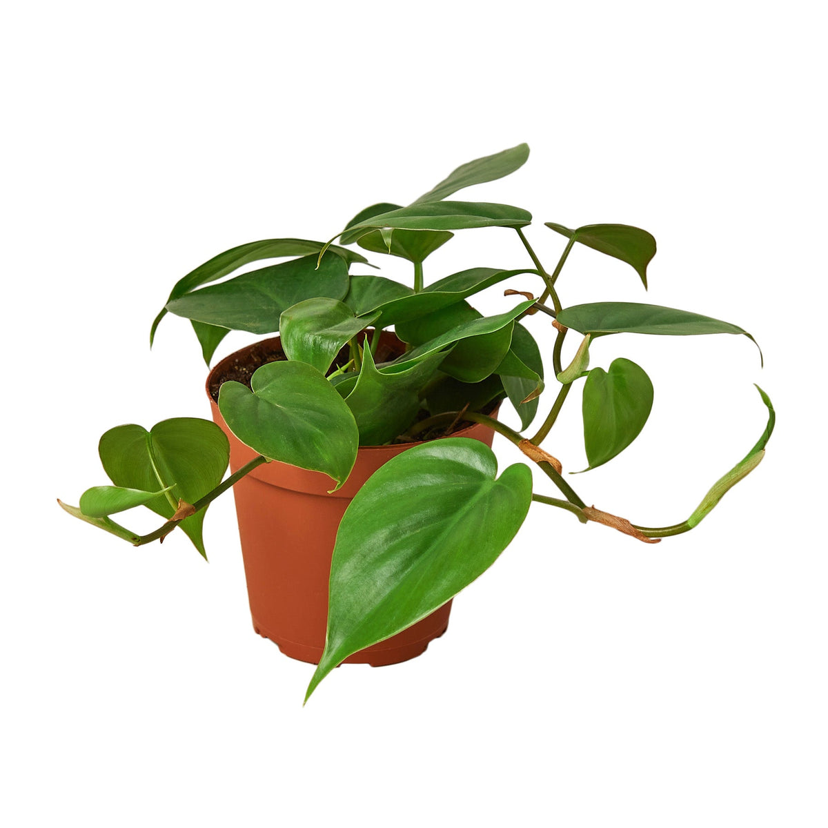 Heart Leaf Philodendron