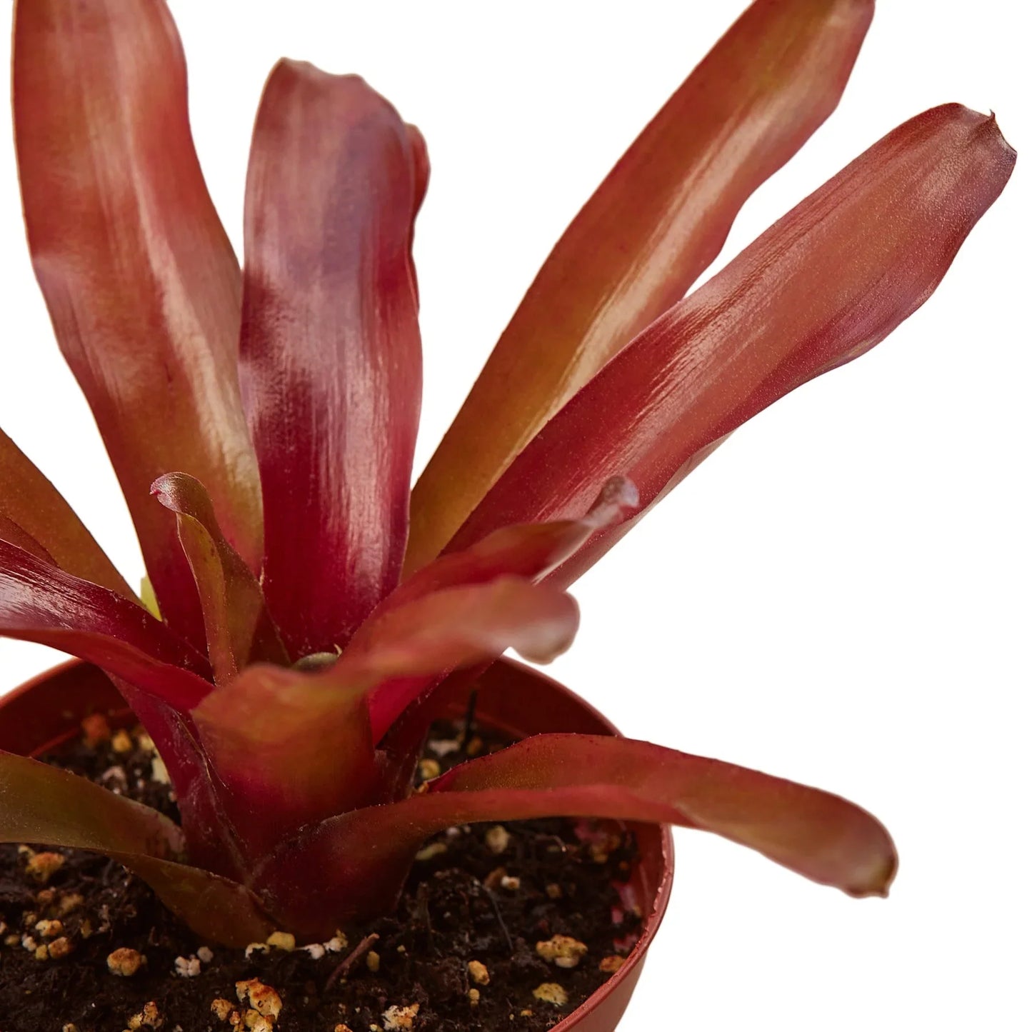 Neoregelia 'Fireball'