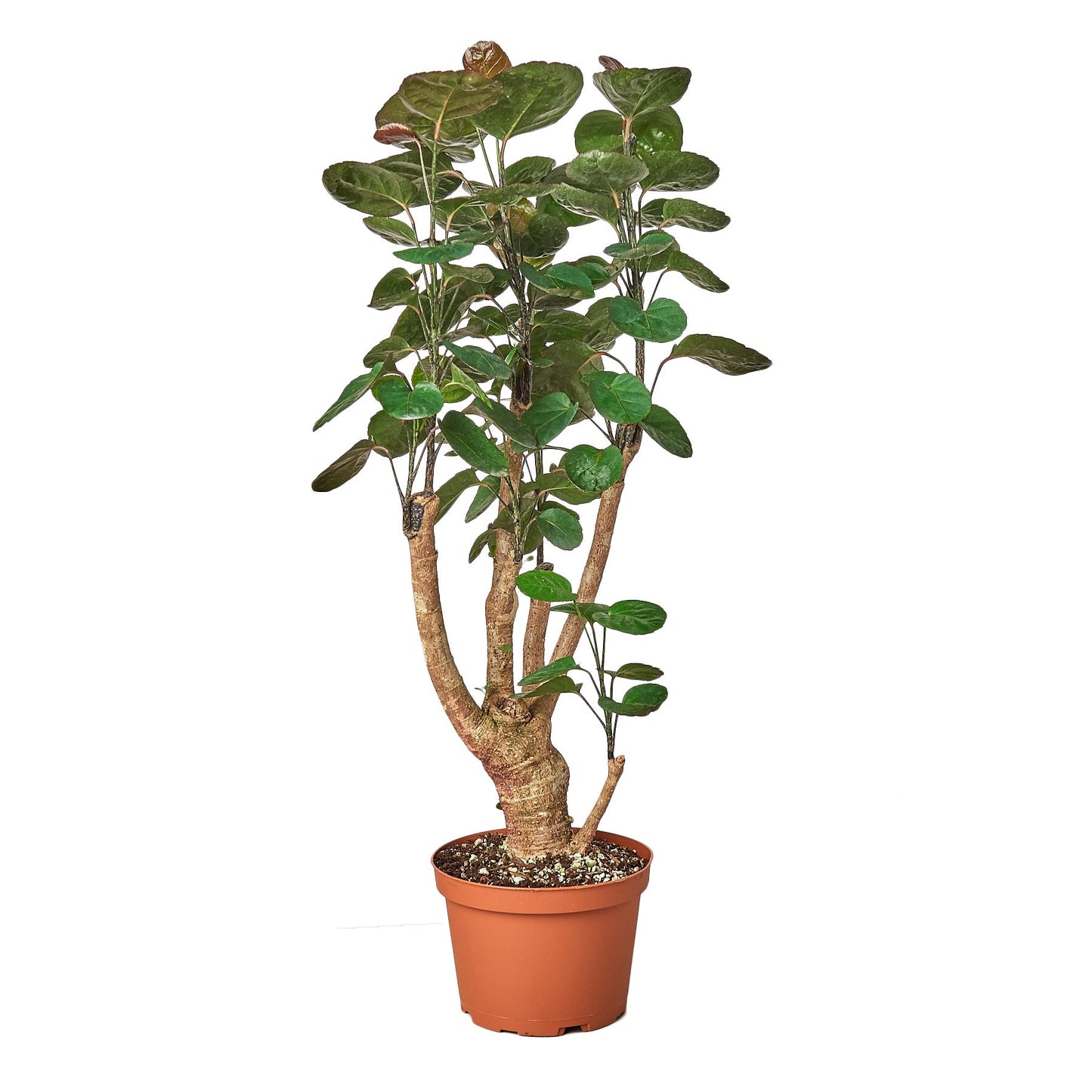 Aralia Fabian