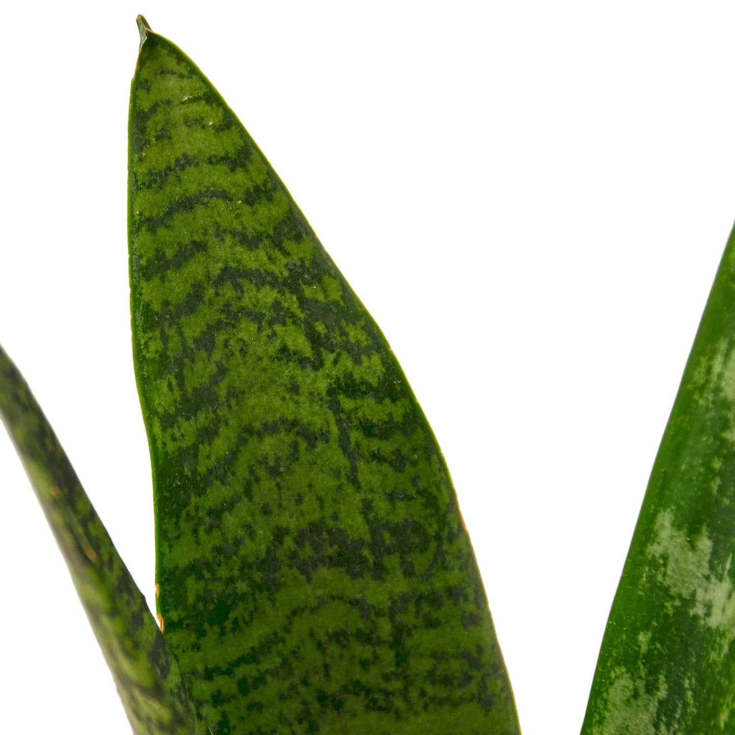 Snake Plant