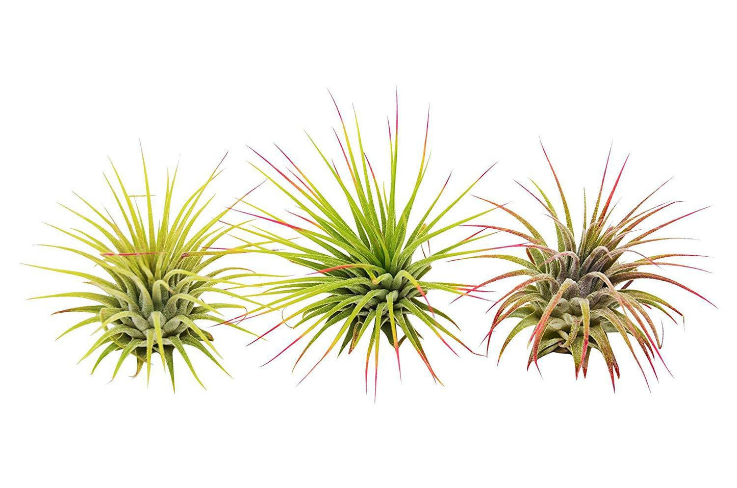 Ionantha Guatemala Air Plants